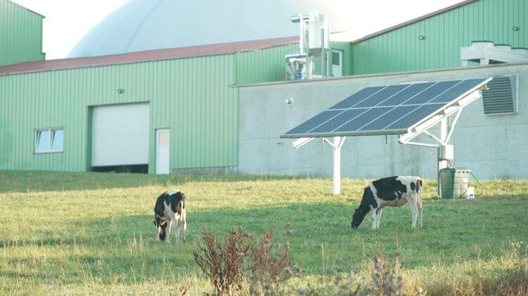 Deux vaches près d'un bâtiment agricole équipé d'un panneau photovoltaïque en hauteur qui leur procure de l'ombre